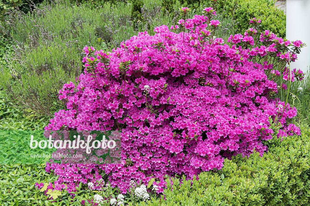 638254 - Japanese azalea (Rhododendron x obtusum 'Königstein')