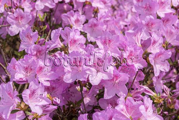 638255 - Japanese azalea (Rhododendron x obtusum 'Ledikanense')