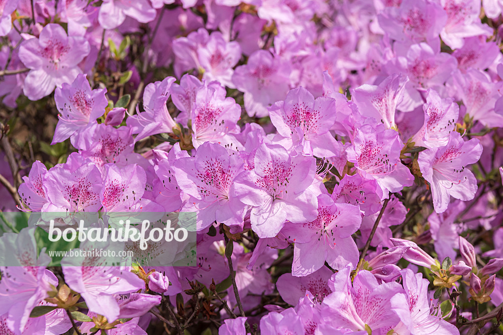 638255 - Japanese azalea (Rhododendron x obtusum 'Ledikanense')