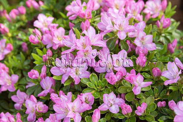 651473 - Japanese azalea (Rhododendron x obtusum 'Negligé')