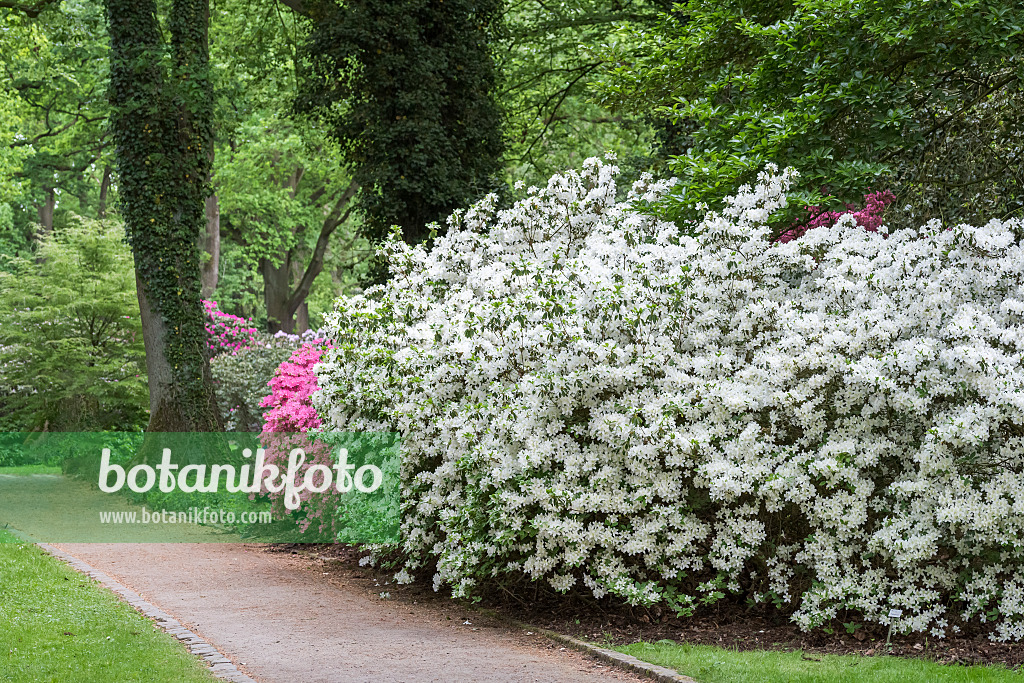 625342 - Japanese azalea (Rhododendron x obtusum 'Palestrina')