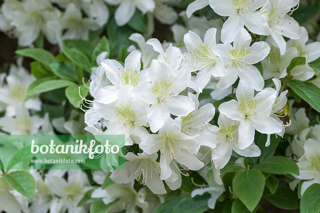 625343 - Japanese azalea (Rhododendron x obtusum 'Palestrina')