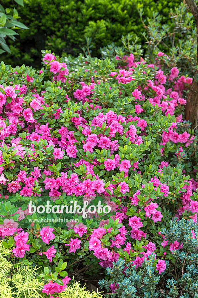 625345 - Japanese azalea (Rhododendron x obtusum 'Petticoat')