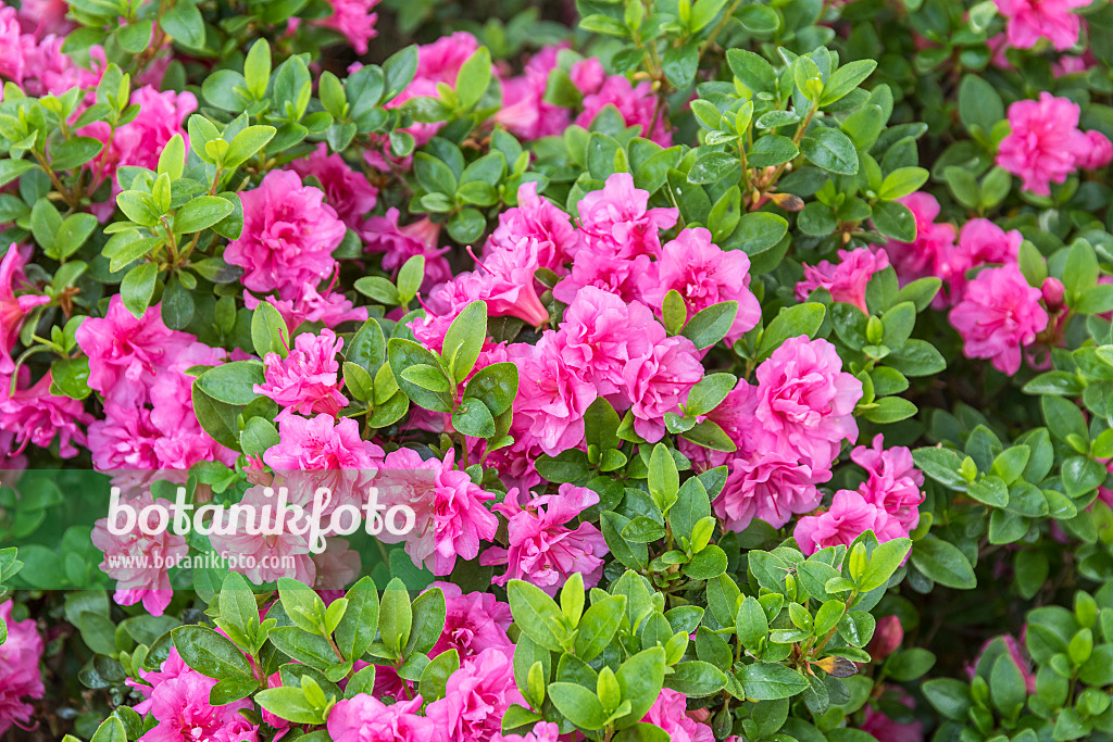 625346 - Japanese azalea (Rhododendron x obtusum 'Petticoat')