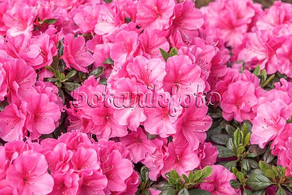 638267 - Japanese azalea (Rhododendron x obtusum 'Pinky Jane')