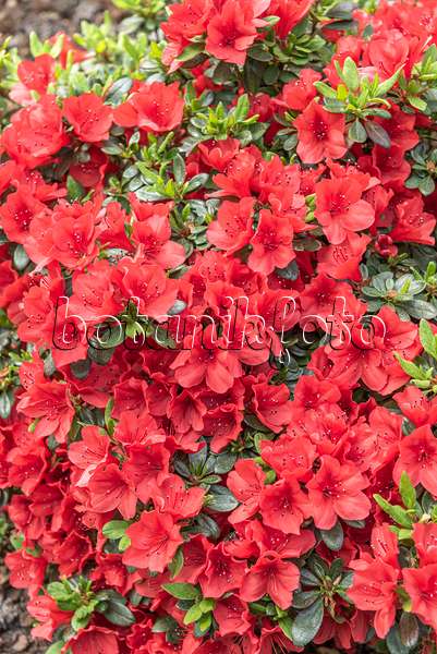 638278 - Japanese azalea (Rhododendron x obtusum 'Sandy's Fire')