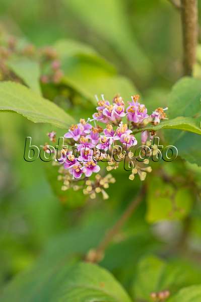 512044 - Japanese beautyberry (Callicarpa japonica)