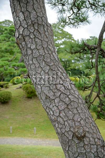 547227 - Japanese black pine (Pinus thunbergii)