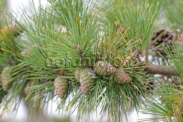 547228 - Japanese black pine (Pinus thunbergii)