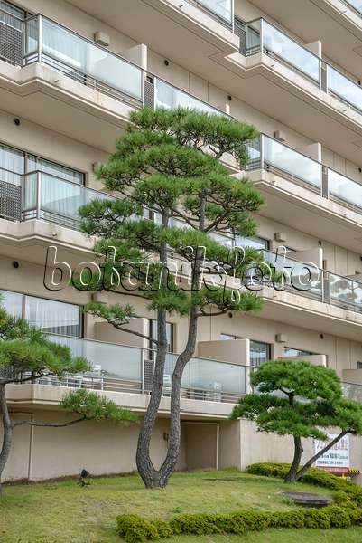 547229 - Japanese black pine (Pinus thunbergii)