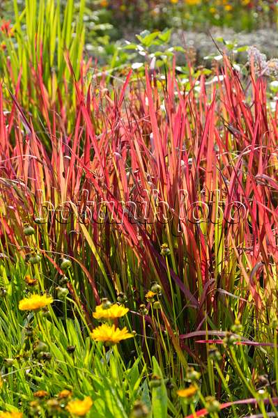 488039 - Japanese blood grass (Imperata cylindrica 'Red Baron' syn. Imperata cylindrica 'Rubra')
