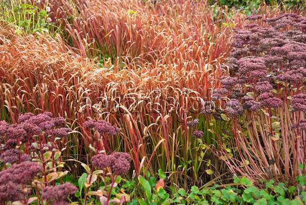 517455 - Japanese blood grass (Imperata cylindrica 'Red Baron' syn. Imperata cylindrica 'Rubra')