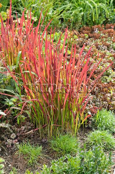 536130 - Japanese blood grass (Imperata cylindrica 'Red Baron' syn. Imperata cylindrica 'Rubra')