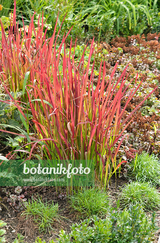 536130 - Japanese blood grass (Imperata cylindrica 'Red Baron' syn. Imperata cylindrica 'Rubra')