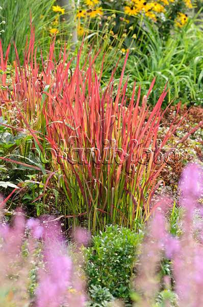 536131 - Japanese blood grass (Imperata cylindrica 'Red Baron' syn. Imperata cylindrica 'Rubra')
