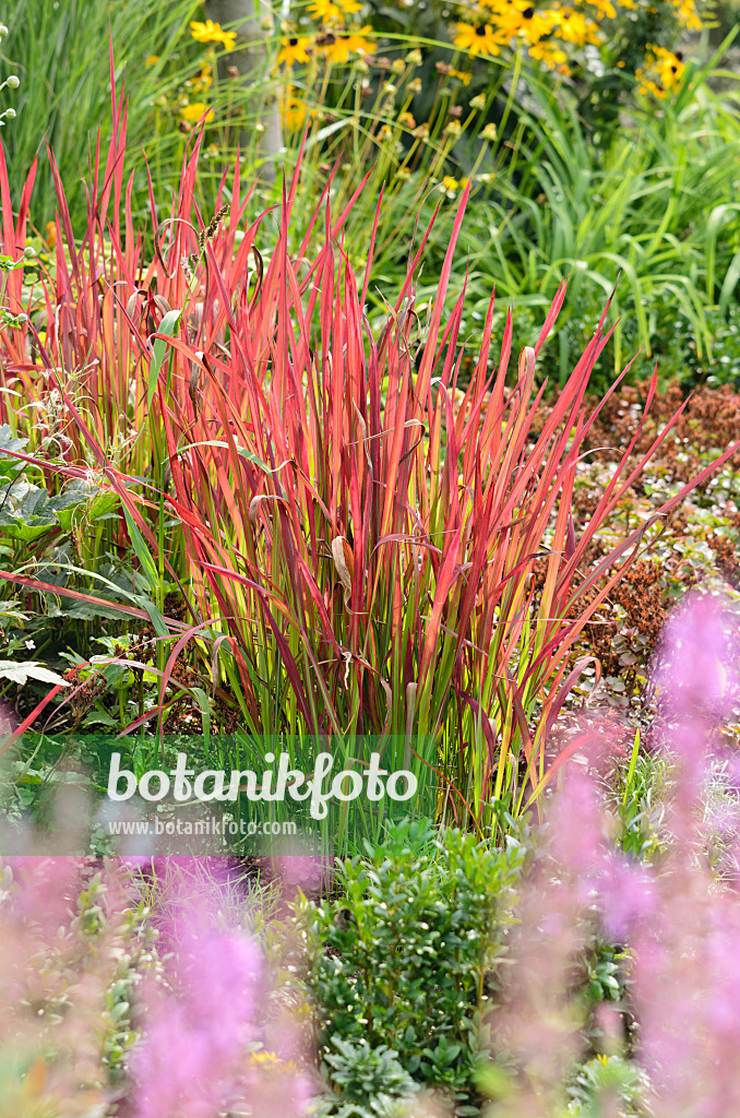 536131 - Japanese blood grass (Imperata cylindrica 'Red Baron' syn. Imperata cylindrica 'Rubra')