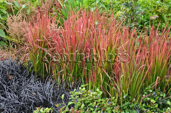 549071 - Japanese blood grass (Imperata cylindrica 'Red Baron' syn. Imperata cylindrica 'Rubra') and black mondo (Ophiopogon planiscapus 'Nigrescens')