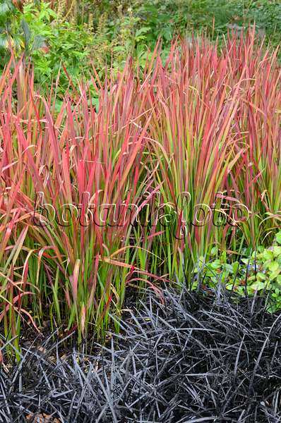 549072 - Japanese blood grass (Imperata cylindrica 'Red Baron' syn. Imperata cylindrica 'Rubra') and black mondo (Ophiopogon planiscapus 'Nigrescens')