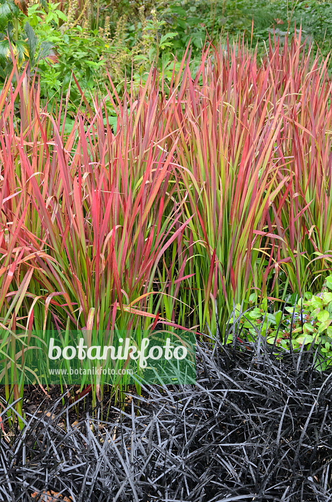 549072 - Japanese blood grass (Imperata cylindrica 'Red Baron' syn. Imperata cylindrica 'Rubra') and black mondo (Ophiopogon planiscapus 'Nigrescens')