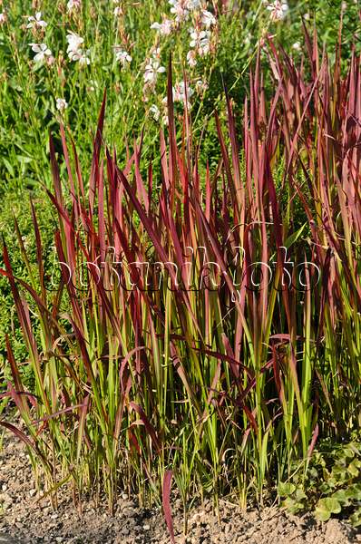 571017 - Japanese blood grass (Imperata cylindrica 'Red Baron' syn. Imperata cylindrica 'Rubra')