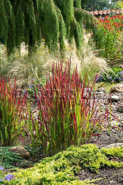 651349 - Japanese blood grass (Imperata cylindrica 'Red Baron' syn. Imperata cylindrica 'Rubra')