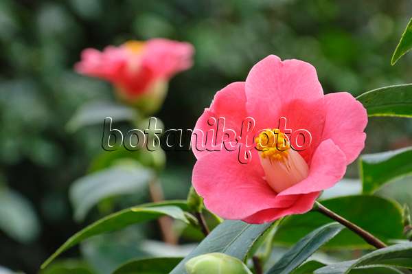 467031 - Japanese camellia (Camellia japonica)