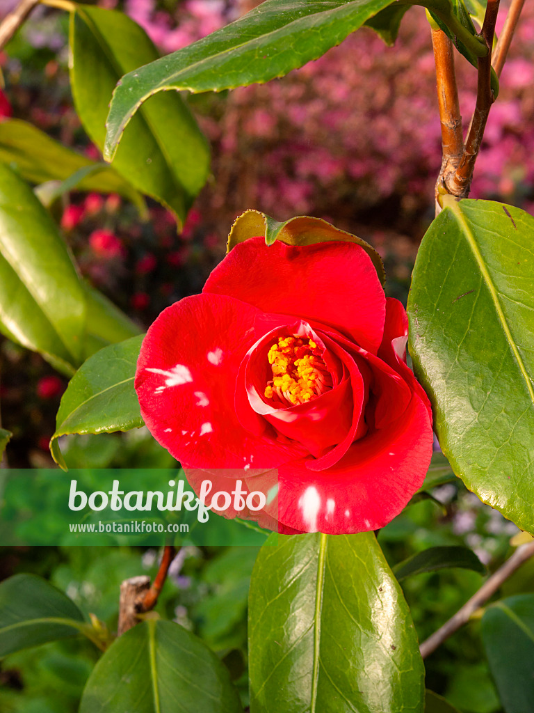 409008 - Japanese camellia (Camellia japonica 'Adolphe Audusson')