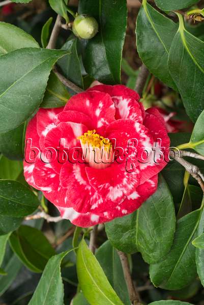 608017 - Japanese camellia (Camellia japonica 'Adolphe Audusson')