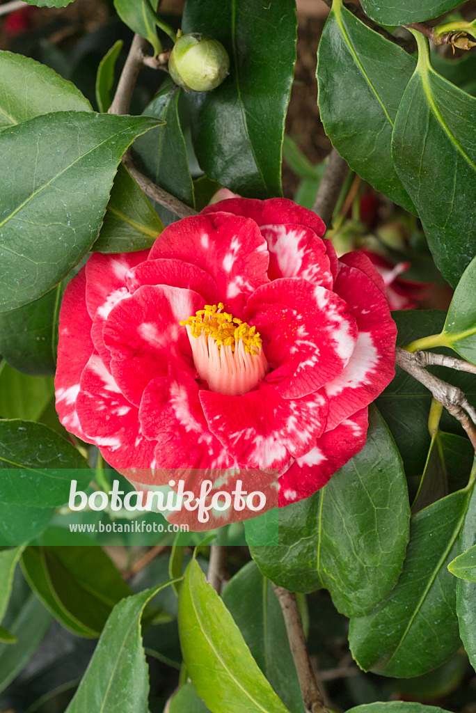 608017 - Japanese camellia (Camellia japonica 'Adolphe Audusson')