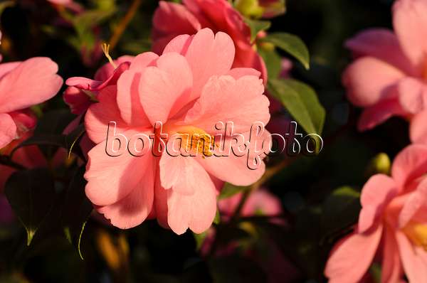 493008 - Japanese camellia (Camellia japonica 'Barbara Clark')