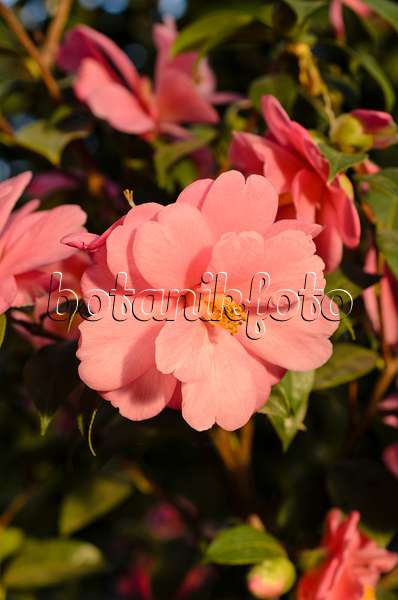 493009 - Japanese camellia (Camellia japonica 'Barbara Clark')