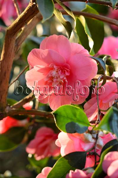 518139 - Japanese camellia (Camellia japonica 'Chandleri Elegans')