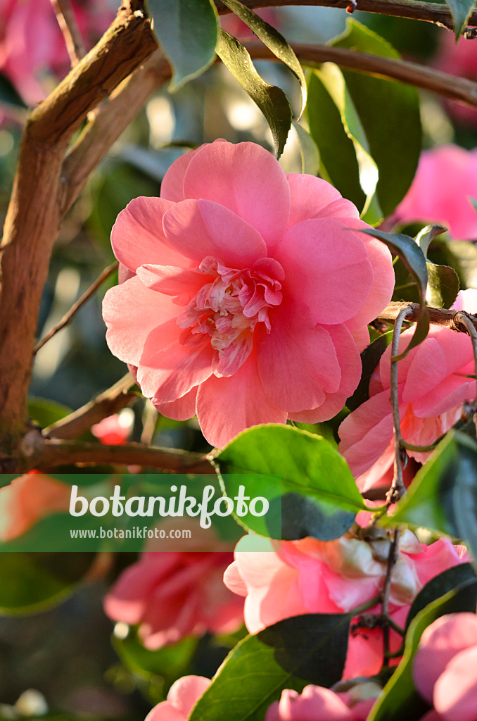 518139 - Japanese camellia (Camellia japonica 'Chandleri Elegans')