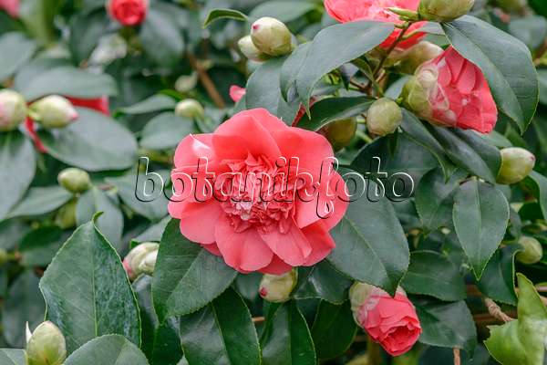 558046 - Japanese camellia (Camellia japonica 'Chandleri Elegans')