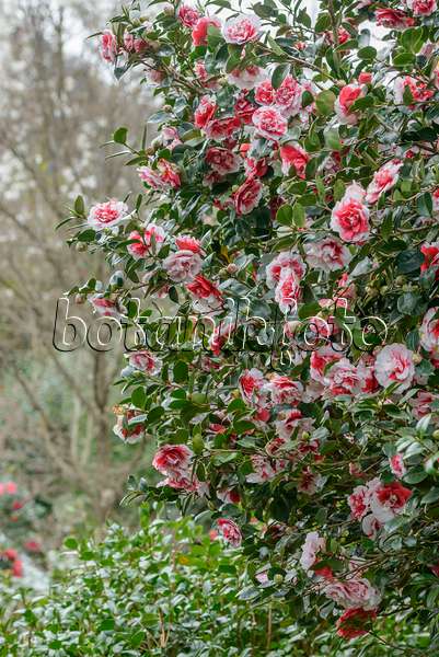 558047 - Japanese camellia (Camellia japonica 'Collettii')