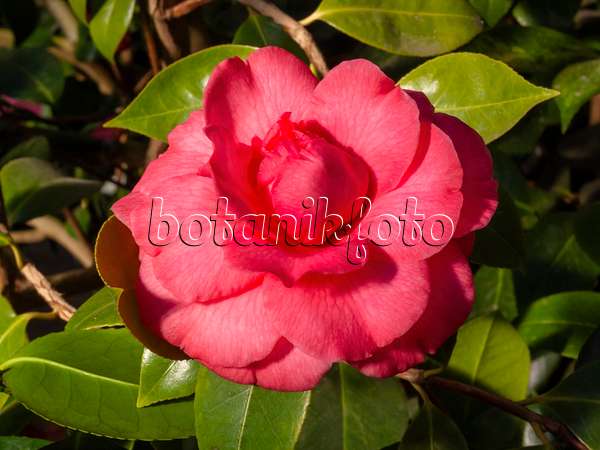 410013 - Japanese camellia (Camellia japonica 'Comte de Flandre')