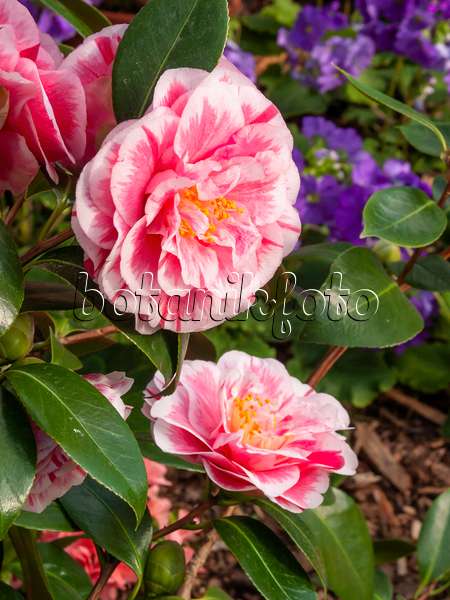 410003 - Japanese camellia (Camellia japonica 'Contessa Lavinia Maggi')
