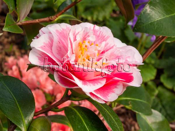 410004 - Japanese camellia (Camellia japonica 'Contessa Lavinia Maggi')