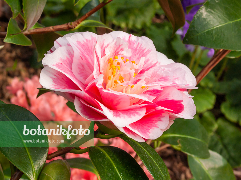 410004 - Japanese camellia (Camellia japonica 'Contessa Lavinia Maggi')