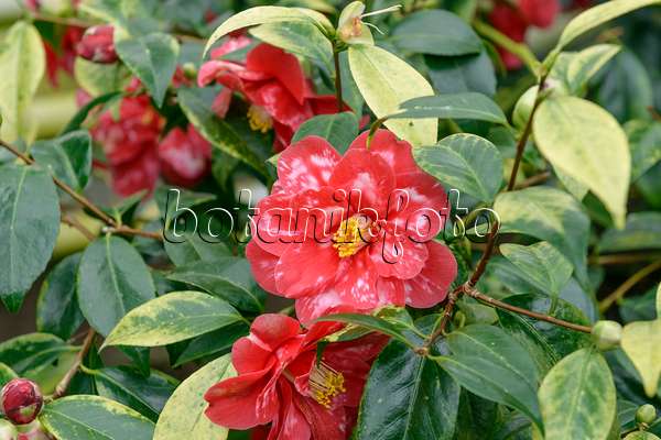 558049 - Japanese camellia (Camellia japonica 'Donckelarii')