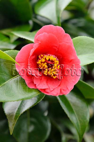 553092 - Japanese camellia (Camellia japonica 'Dr. Burnside')