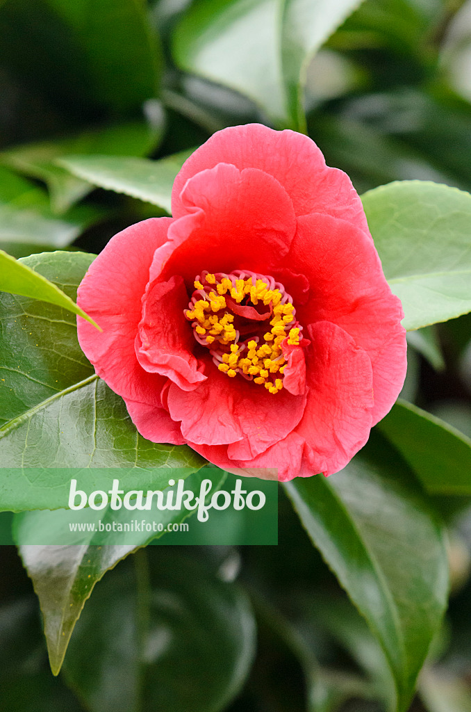 553092 - Japanese camellia (Camellia japonica 'Dr. Burnside')