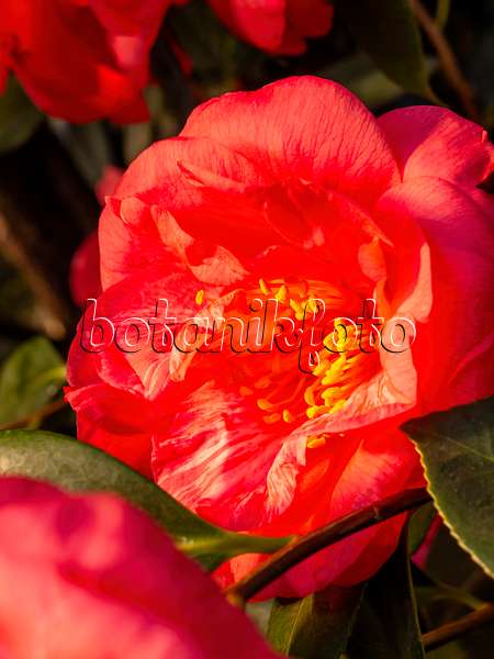 457022 - Japanese camellia (Camellia japonica 'Drama Girl')