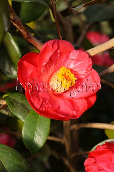 481053 - Japanese camellia (Camellia japonica 'Drama Girl')
