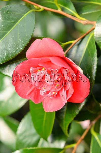 Images Camellias 2 - Images of Plants and Gardens - botanikfoto