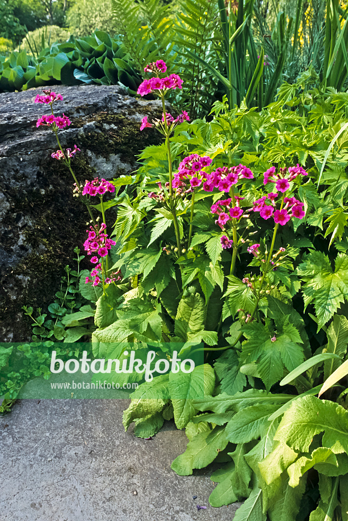 390122 - Japanese candelabra primrose (Primula japonica)