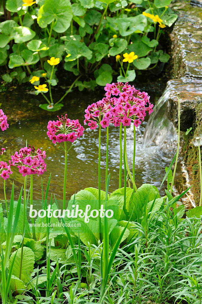 472062 - Japanese candelabra primrose (Primula japonica)