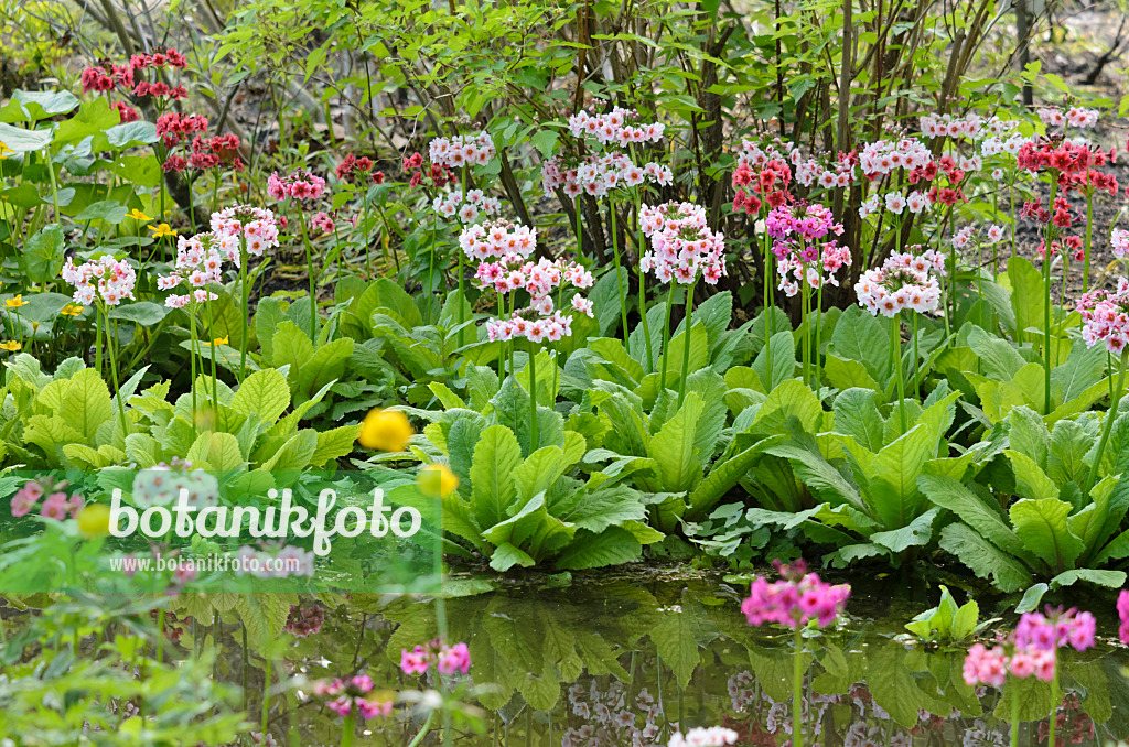 520309 - Japanese candelabra primrose (Primula japonica)