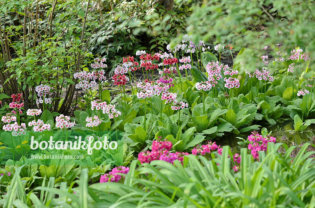 520310 - Japanese candelabra primrose (Primula japonica)