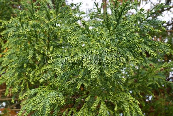 607247 - Japanese cedar (Cryptomeria japonica)